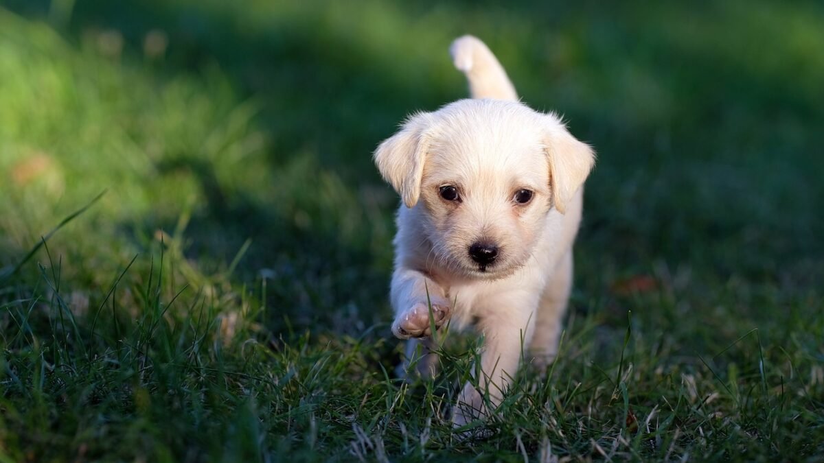 DÍA MUNDIAL DEL PERRO: CONOZCA LOS BENEFICIOS DE PRACTICAR ‘DOGA’ O YOGA CON SU PERRO