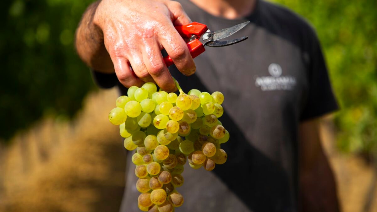 UN BUEN VINO PARA EL BRINDIS EN LAS FIESTAS DE FIN DE AÑO