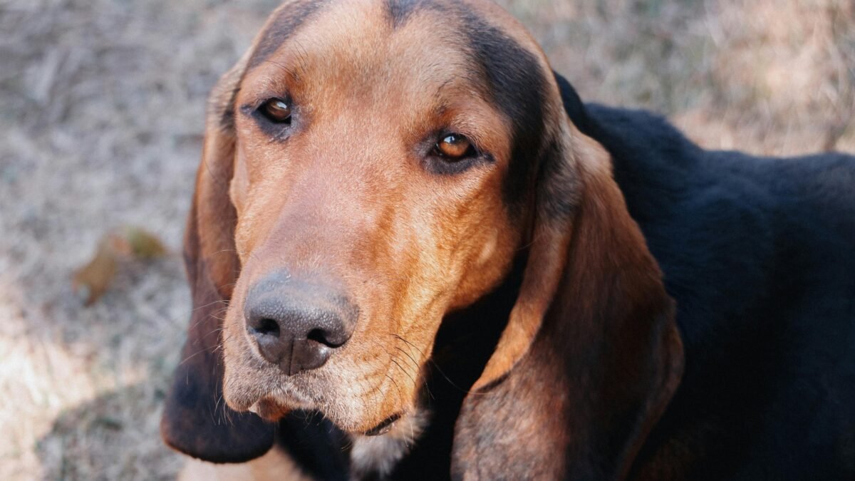 ¿TU PERRO ES DE RAZA O MESTIZO? LA HISTORIA DE 4 RAZAS QUE SURGIERON DE CRUCES Y LA IMPORTANCIA DE ENTENDER SU ADN