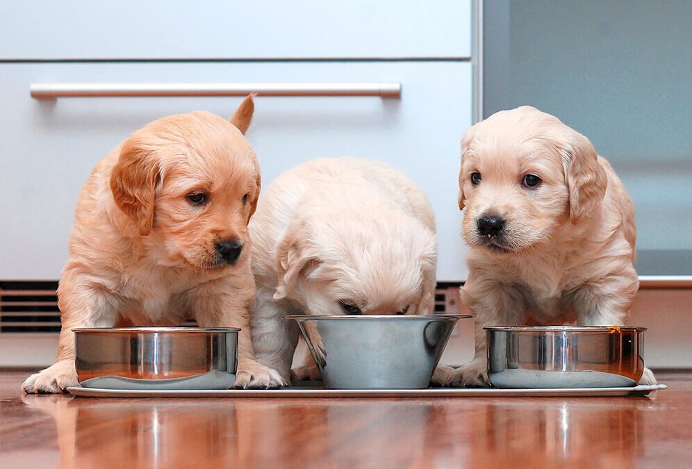 MITOS Y VERDADES SOBRE LA ALIMENTACIÓN DE LOS CACHORROS: LO QUE TODO TUTOR DEBERÍA SABER