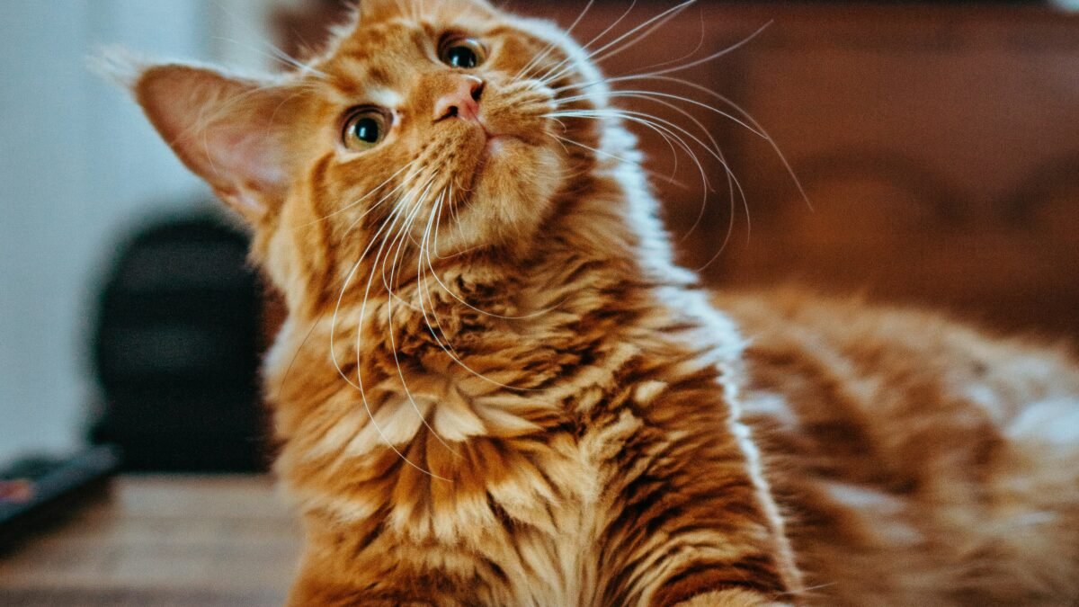 CUANDO LOS GATOS NOS ELIGEN: EL MISTERIO QUE QUIENES AMAN A LOS FELINOS CONOCEN MUY BIEN